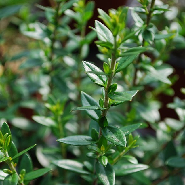 Myrte communis tarentina - Willemse