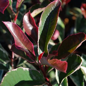 Photinia 'Pink Marble' rose - Arbustes