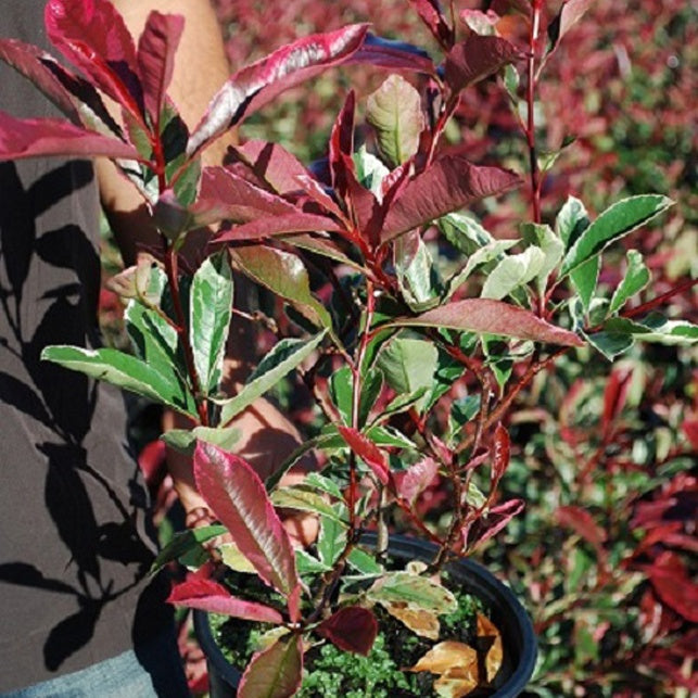 Photinia 'Pink Marble' rose - Arbustes