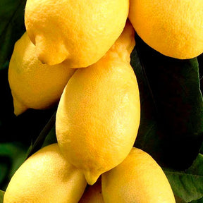 Citronnier - Citronnier - Citrus limon - Citrus limon
