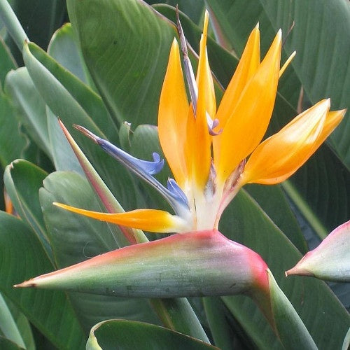 Oiseau du paradis - Strelitzia reginae - Strelitzia reginae - Willemse