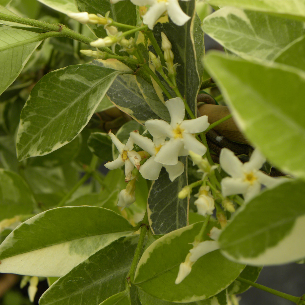 Jasmin étoilé Variegata - Willemse