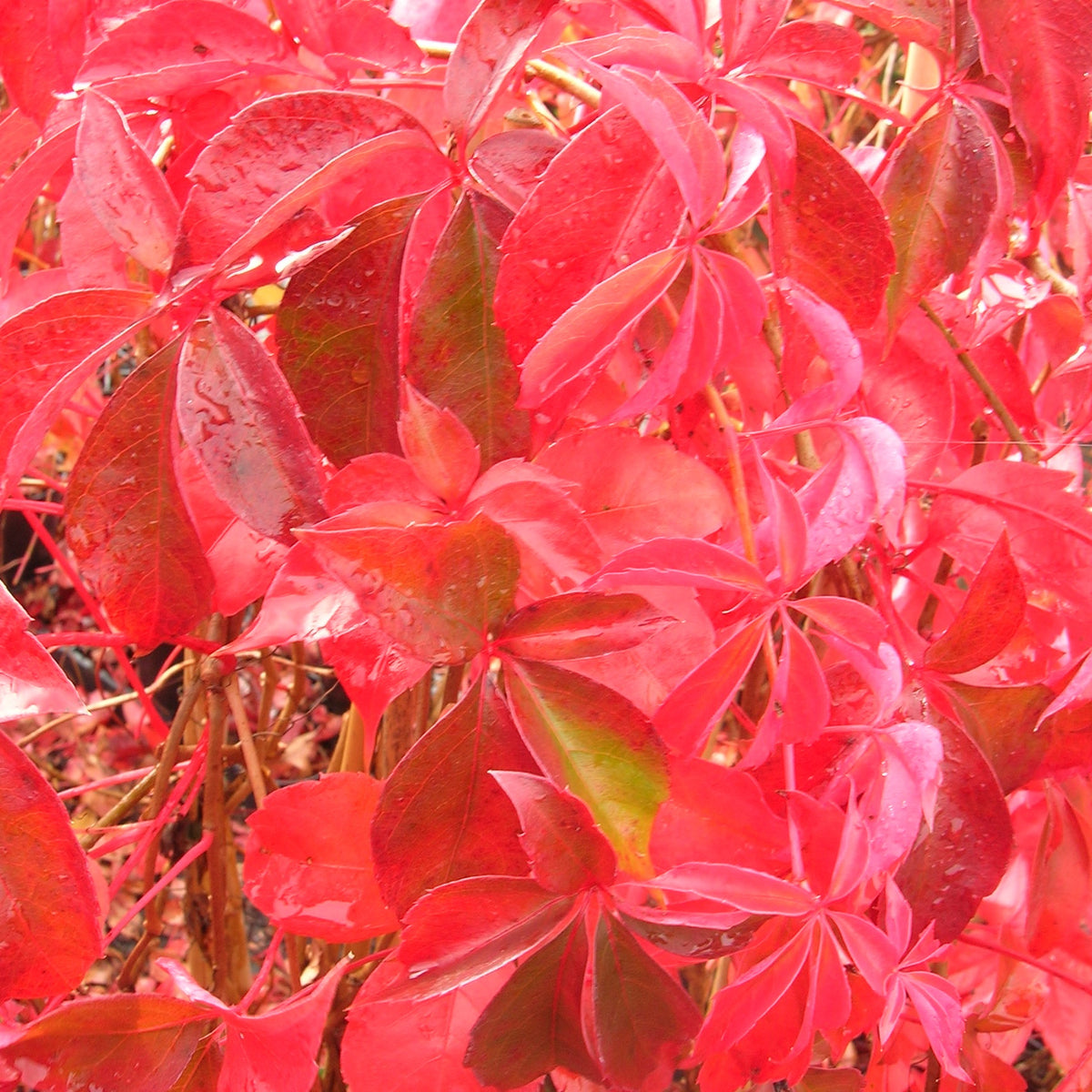 Vigne vierge quinquefolia Engelmanii - Willemse