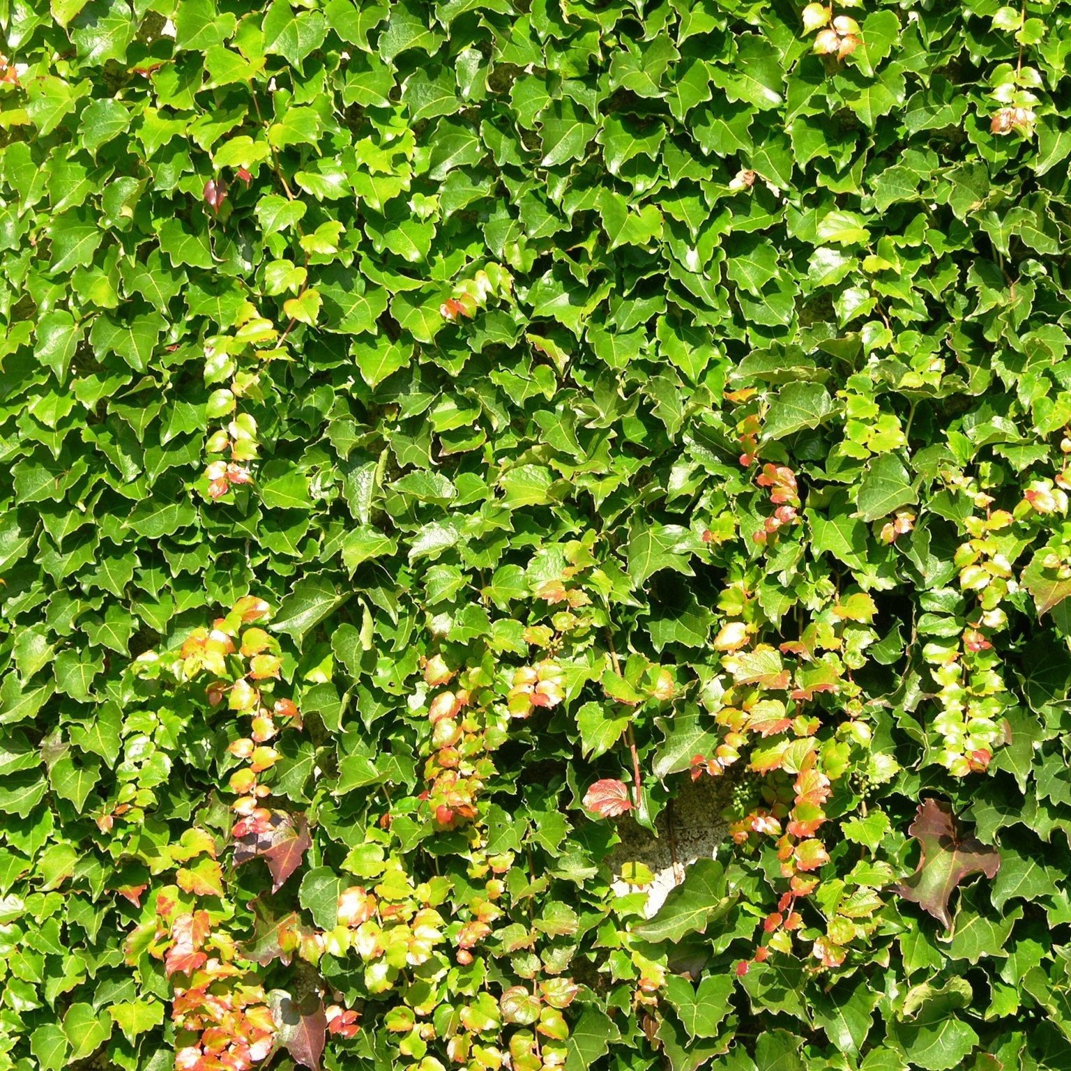 Vigne vierge tricuspidata Robusta - Willemse