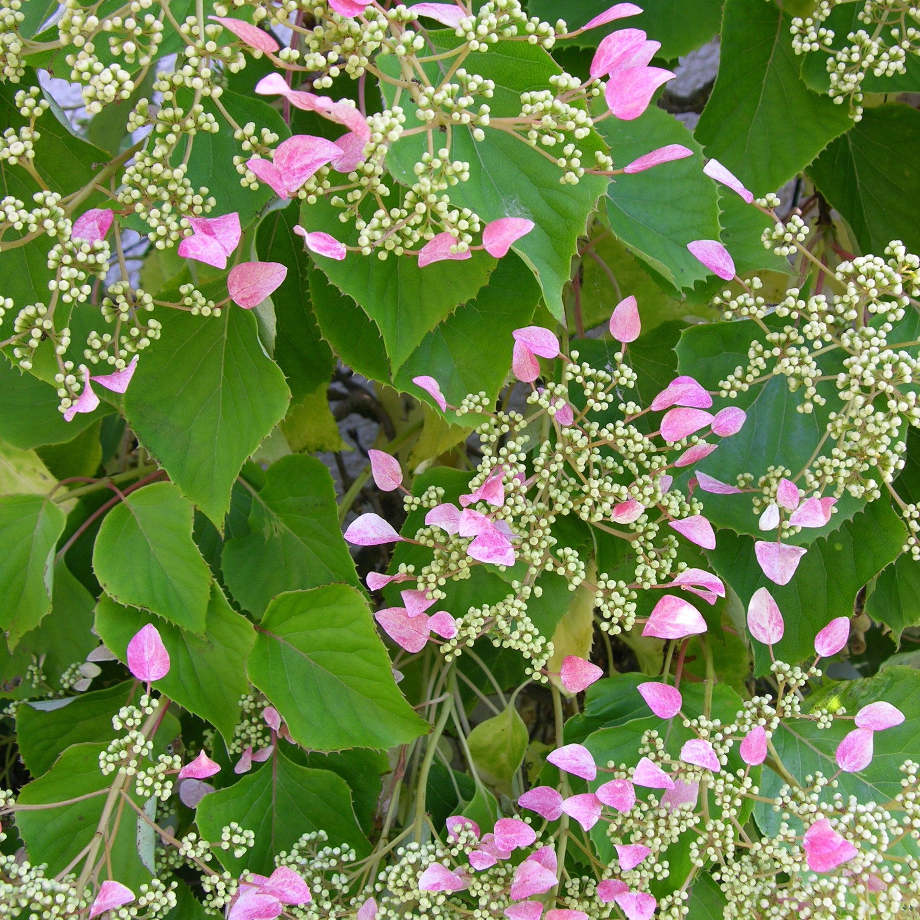 Schizophragma hydr. Rose Sensation® - Willemse