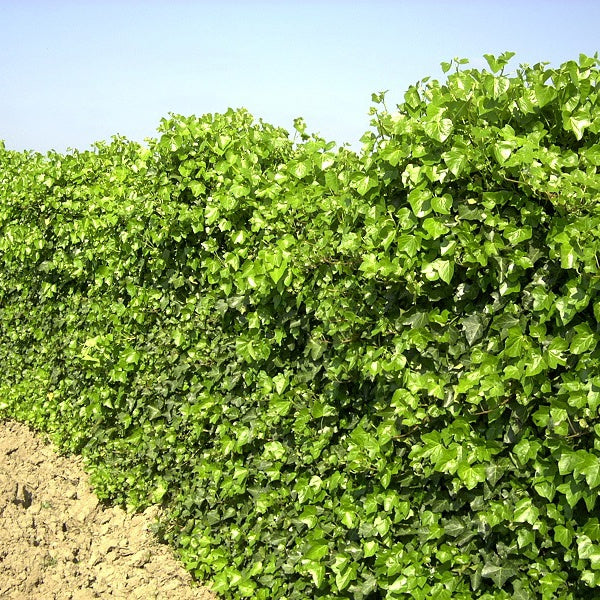 Lierre grimpant Hibernica - Willemse