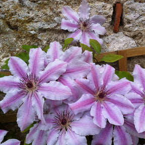 Clématite vigne-blanche Clematis 'Nelly Moser' rose-blanc 