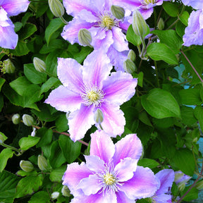 Clématite Piilu - Clematis patens Piilu - Clématites