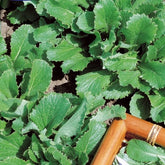 Feuille de chou navet vert - Willemse
