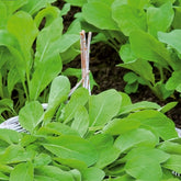 Roquette Pronto - Eruca sativa pronto - Potager