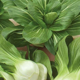 Chou de Chine Pak-choi Green Fortune F1 - Willemse