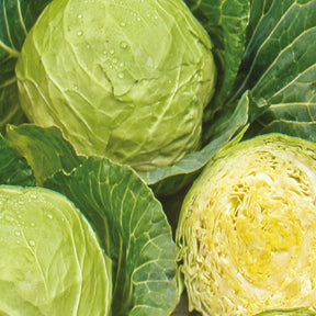 Chou cabus blanc Roem van Enkhuizen 3 Bio - Brassica oleracea  capitata roem van enkhuizen 3 - Willemse