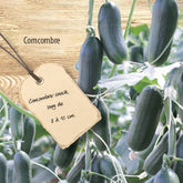 Concombre mini Hopeline F1 - Willemse