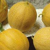 Melon sucrin Outdoor Wonder F1 - Willemse