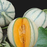 Melon charentais Artemi's F1 - Willemse