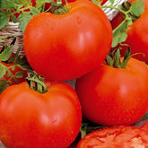 Tomate Bonset F1 - Willemse