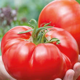 Tomate à très gros fruits Country Taste F1 Bio - Willemse
