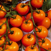 Tomate-cerise Sungold F1 - Lycopersicon lycopersicum sungold f1 - Potager