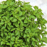 Basilic Grec nain compact pour pot Minette - Willemse