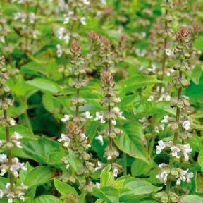 Ocimum citridorum - Basilic à l'odeur de citronnelle Mrs. Burns - Graines d'aromatiques