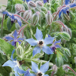 Graines de fleurs - Bourrache Bleu Bio - Borago officinalis