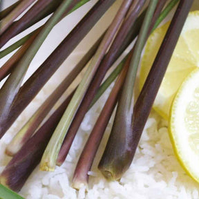 Cymbopogon flexuosus - Citronnelle - Graines d'aromatiques