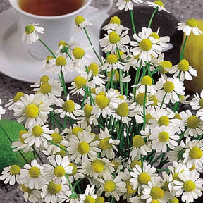 Camomille Allemande Bio - Matricaria recutita - Willemse