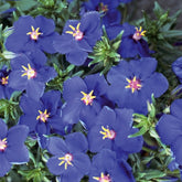 Mouron à grande fleur Blue Noon - Anagallis monelli ssp linifolia - Potager
