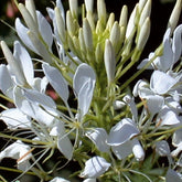 Cléome épineux White Queen - Willemse