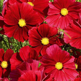 Cosmos bipinné à grande fleur Rubenza - Willemse