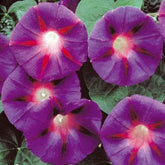 Ipomée à grandes fleurs Grandpa Ott - Willemse