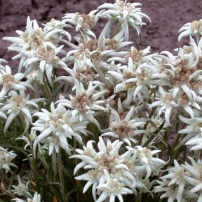 Graines de fleurs - Edelweiss vivace - Leontopodium alpinum