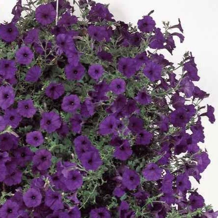 Pétunia retombant Wave Bleu F1 - Willemse