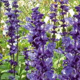 Sauge farineuse Blue Plus - Willemse