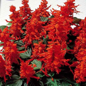 Salvia splendens - Sauge éclatante Feu de St Jean - Sauges