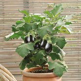 Aubergine pour pot Patio Baby F1 - Willemse