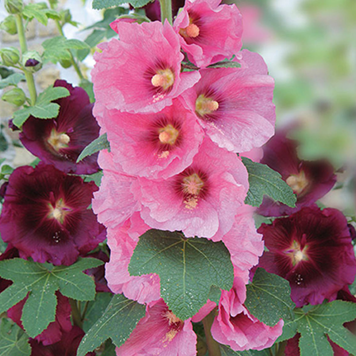 Roses trémières simples Antwerp Stars en mélange - Willemse