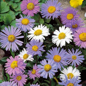 Graines de fleurs - Aster vivace des Alpes en mélange - Aster alpinus
