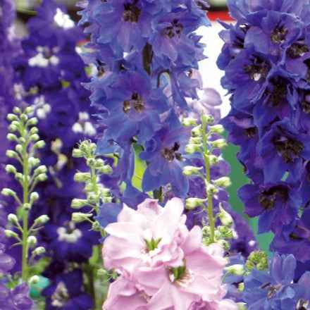 Delphiniums  Round Table Series en mélange - Delphinium cultorum - Potager