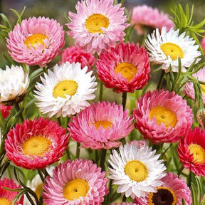 Helipterum roseum - Immortelles d'Australie en mélange - Graines de fleurs