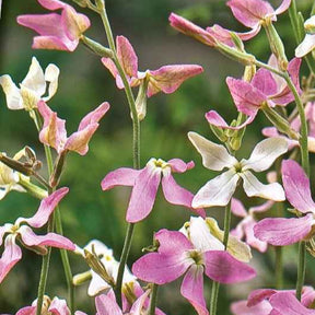 Matthiola longipetala bicornis - Giroflée du soir Scentsation en mélange - 