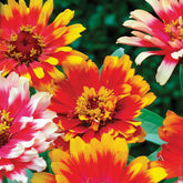 Zinnia élégant à fleurs doubles Caroussel en mélange - Willemse