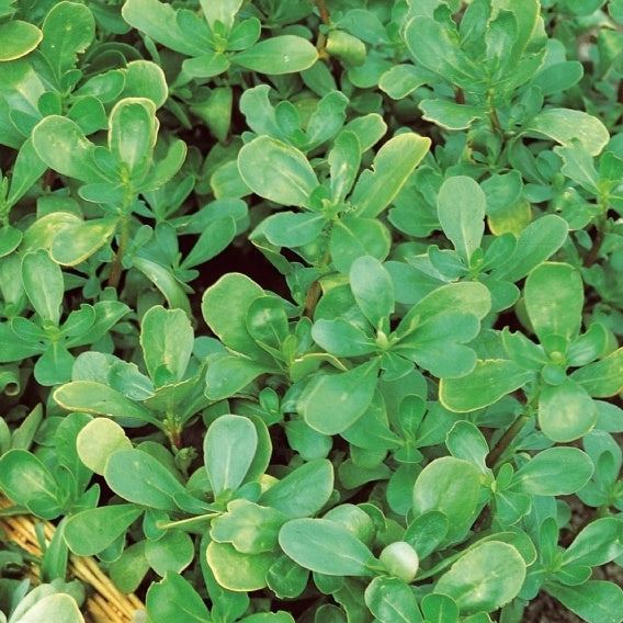 Pourpier vert - Willemse