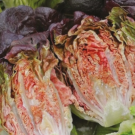 Laitue romaine Little Gem Intred - Willemse