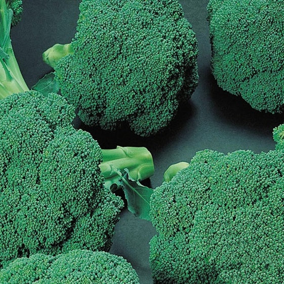 Chou brocoli Premium Crop F1 - Willemse