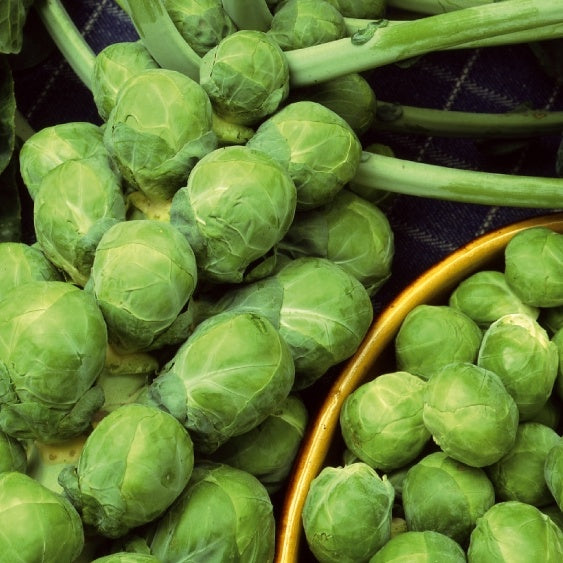 Chou de Bruxelles Amaroso F1 - Willemse