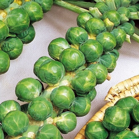 Chou de Bruxelles Trafalgar F1 - Willemse