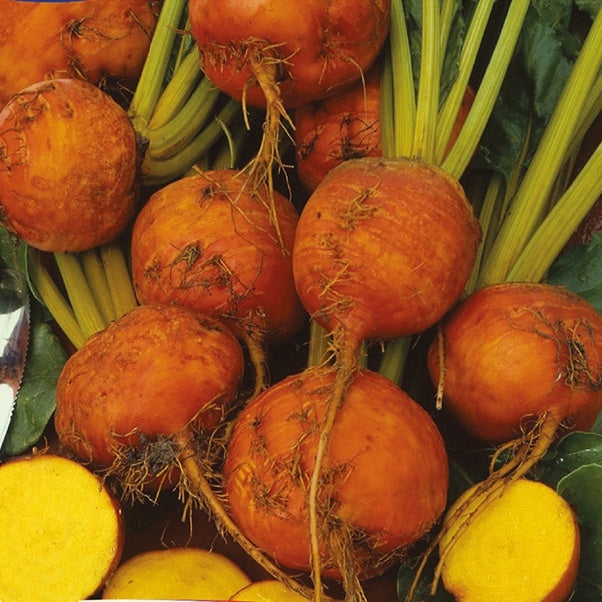 Betterave jaune Burpee's Golden - Willemse