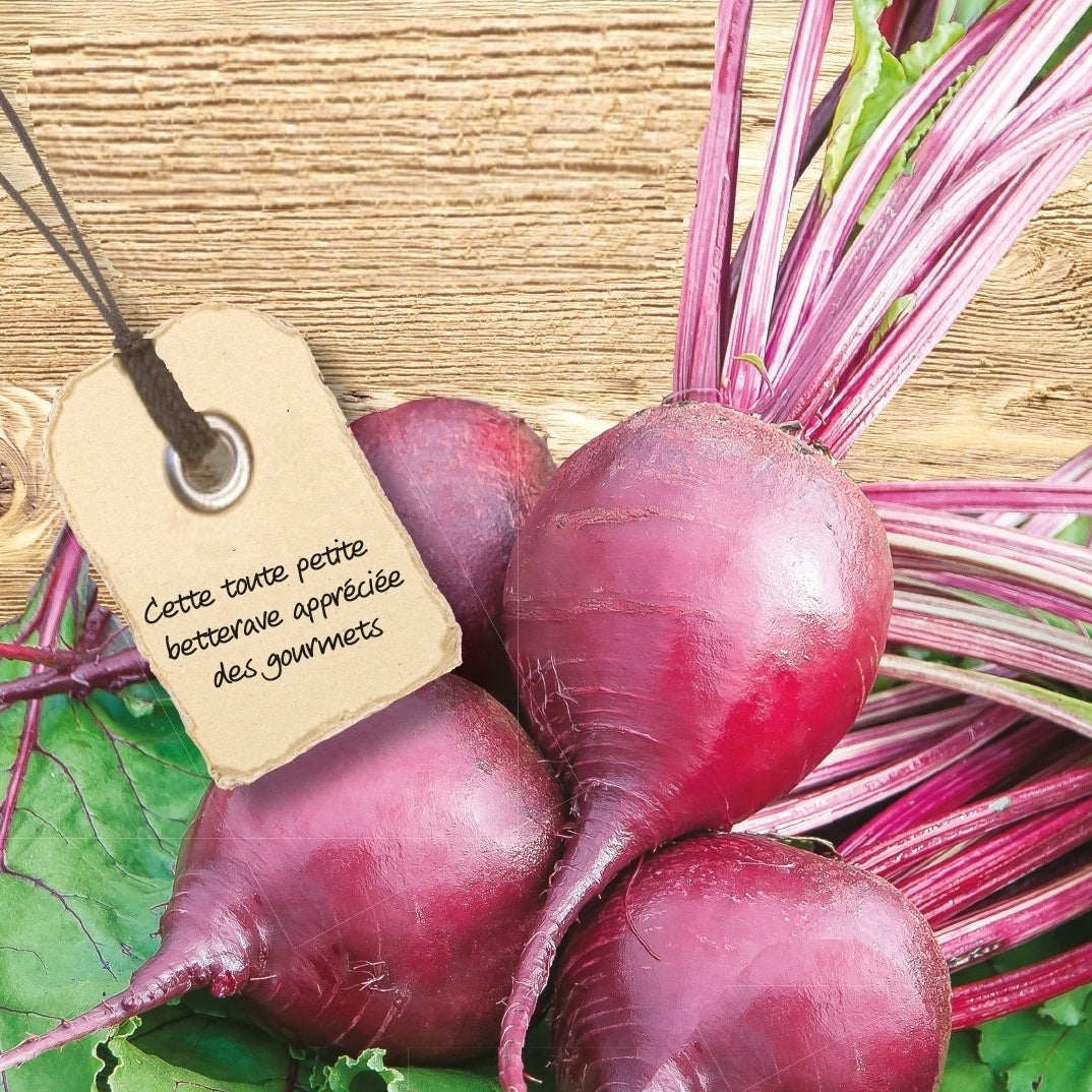 Betterave rouge potagère Bonel - Willemse