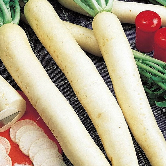 Radis rave blanc long Minowase Summer Cross F1 - Willemse